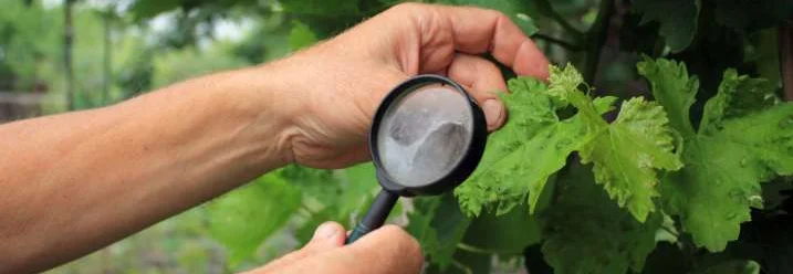 Person untersucht ein Blatt mit Lupe